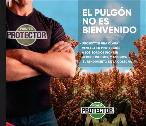 Pioneer 85p20 Semilla Sorgo Corteva
