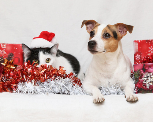 Vinilo Decorativo 50x75cm Animales Navidad Perro Gato M2