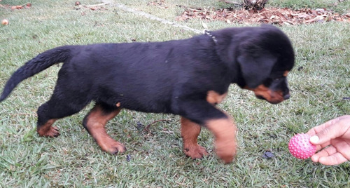 Rottweiler Filhote