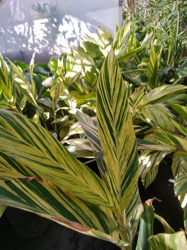 Planta Alpinias Variegadas En 5 Litros. Interior/exterior