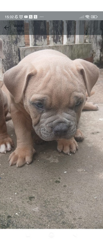 Cachorro American Bule Com Pedigree