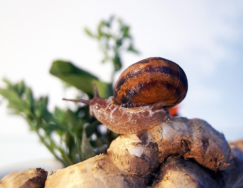 Imagen 7 de 9 de Bálsamo Antiestrías Baba De Caracol Politécnico Heliderm