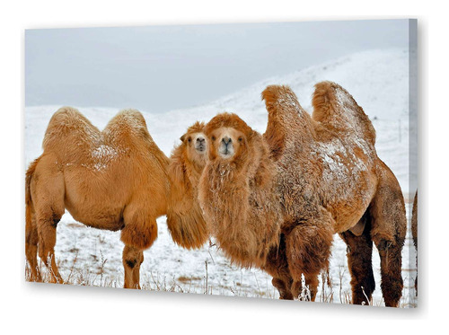 Cuadro 16x24cm Camello Nieve Frio Familia Animales