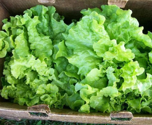 200 Semillas De Lechuga Simpson + Instructivo