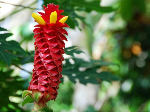 Semillas Costus Barbatus X 15u Planta Exotica