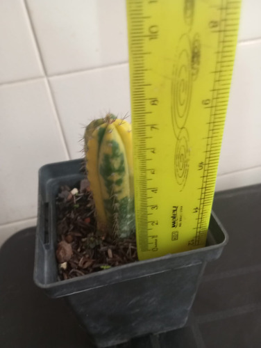 Cacto Trichocereus Pathanoii Arequipa Variegata Branco