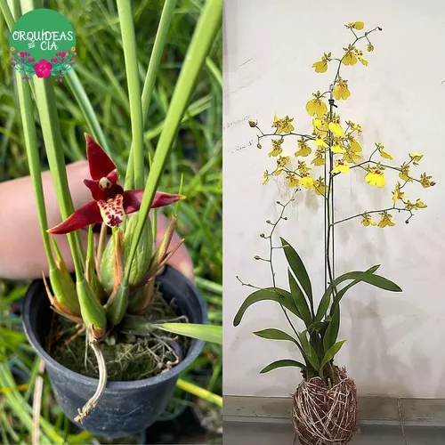 Kit 2 Orquídeas: Chuva De Ouro Em Kokedama + Max. Tenuifolia