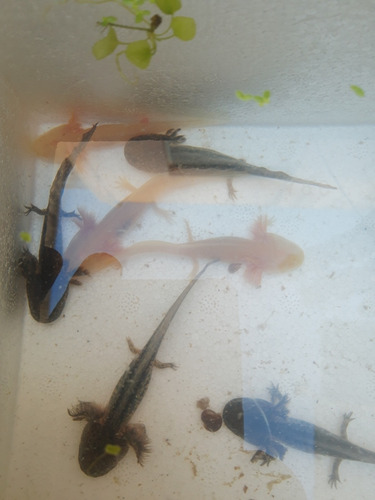 Axolotes Golden Y Pardos