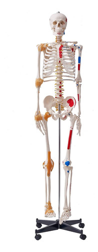Modelo Esqueleto Humano Tamaño Real Anatomía Pvc 71.65 PuLG