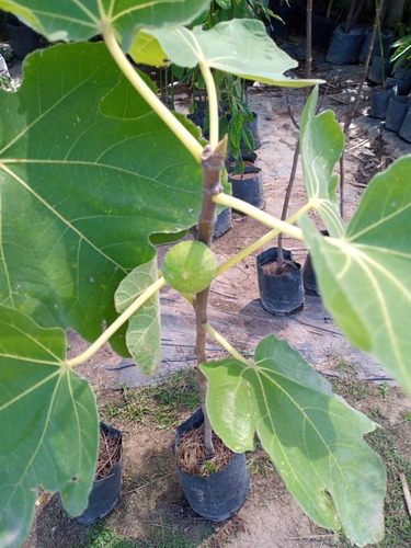 Imagen 5 de 10 de Higuera - Arbol De Higos Negro - E.gratis Caba.gba