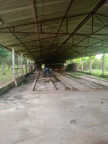 Imagen 8 de 30 de En Venta Finca Avicola Y Conejera Con Fondo De Comercio Para Embutidos