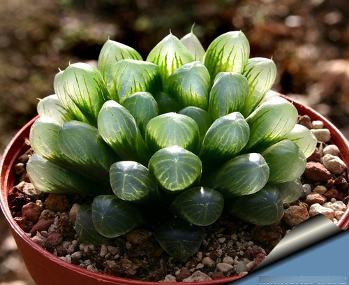Imagen 1 de 5 de Haworthia Cooperi Var Truncata U Obtusa Planta Mta 3 Inch