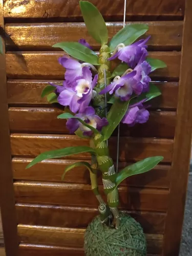 3 Kokedamas Anturio, Peixinho E Orquídea Dendrobium