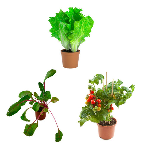 Planta Hortalizas De Flor Comestible
