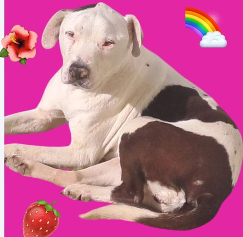 Pitbullita Reina, Preciosa, Adopcion Solidaria Y Especial