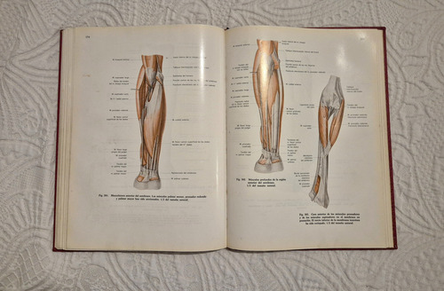 Atlas De Anatomia Humana.g.wolf.heidegger. (Usado)