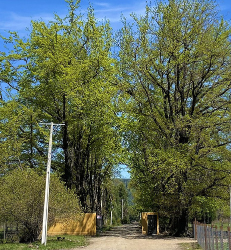 Termas De Chillán