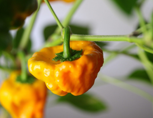 15 Semillas Exótico Chile Jamaiquino Amarillo, Scotch Bonnet