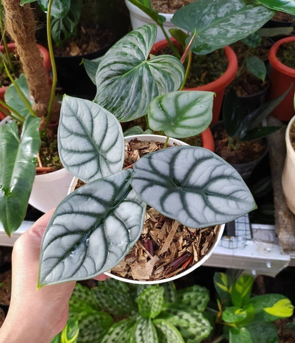 100 Semillas De Alocasia Silver Dragon  + Abono