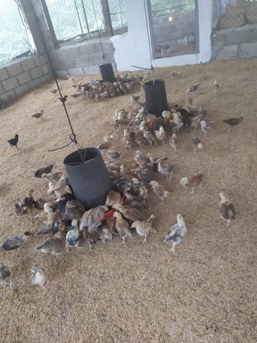 Gallinas Ponedoras