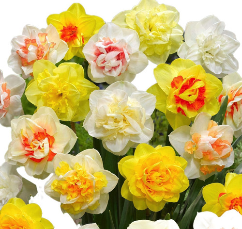 Bulbos Pack 18  Bulbos Narciso + Flete Gratis