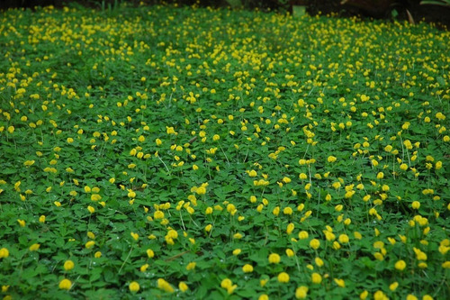 Imagem 5 de 6 de 500 Sementes Amendoim Forrageiro - Grama Adubo Verde Pasto