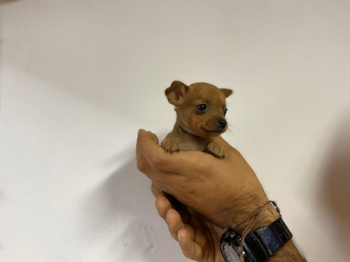 Imagen 4 de 5 de Perro Pincher Marron Mascotas Rionegro Medellín Bogota