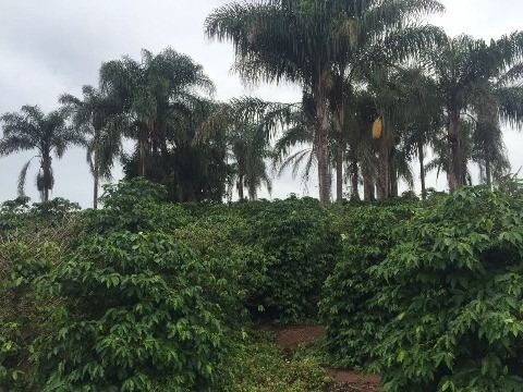 Imagem 10 de 30 de Fazenda Venda,botelhos -poços De Caldas/mg - Fa00057 - 32269017