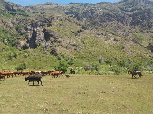 Forestal En Venta En Colbún