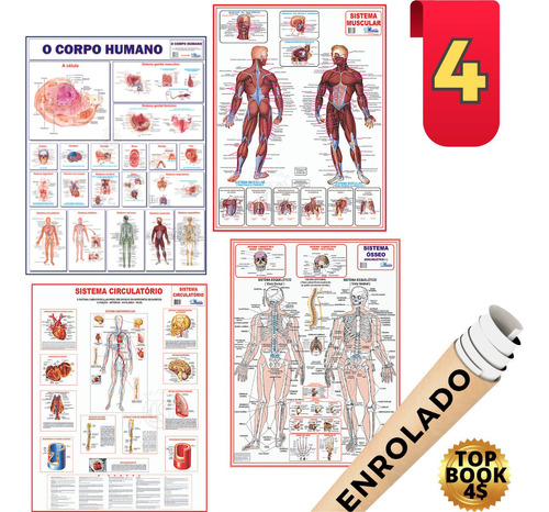 4 Mapa Corpo Humano Muscular Circulatório Esqueletico Medico