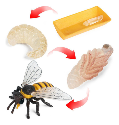 ` Life Cycle Of A Bee, Insect Life Cycles
