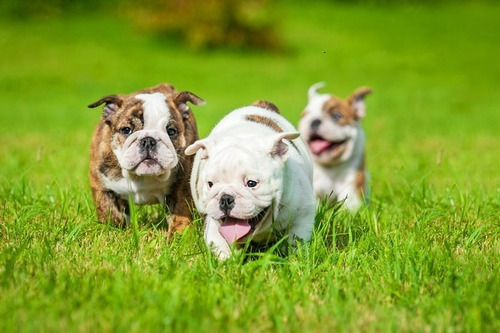 Imagen 5 de 11 de Proplan Cachorro Salmon 20kg A Granel Juguete Gratis