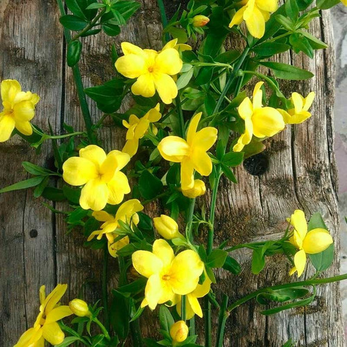 Jazmín Amarillo