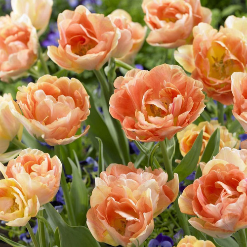 Van Zyverden 88005 Tulipanes Naranja Angelique Set De 12 Bom