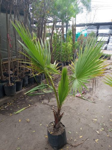 Imagen 3 de 3 de Palmera Washingtonia Filifera (palmera De California) 10lts