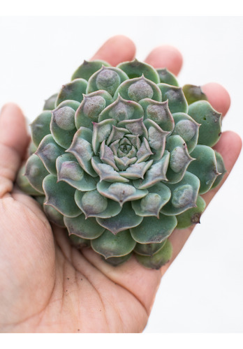 Echeveria Heart's Choice Suculenta Colección Carúnculas N° 6