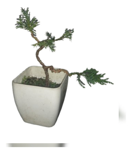 Bonsai De Junipero Joven En Maceta Cuadrada Pequeña