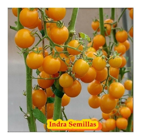 Tomate Cherry Grosella Amarillo Productivos (semillas 30)