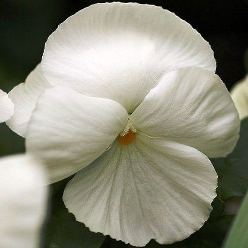 Sementes De Amor-perfeito Gigante Suiço Branco