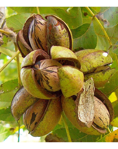 Plantin De Nuez Pecan Blanco