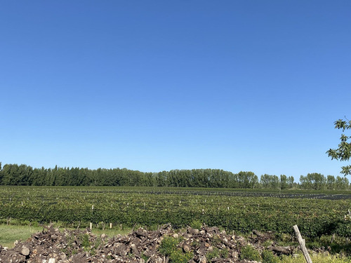 Exclusivo Viñedo De 20 Ha. En Cuadro Benegas