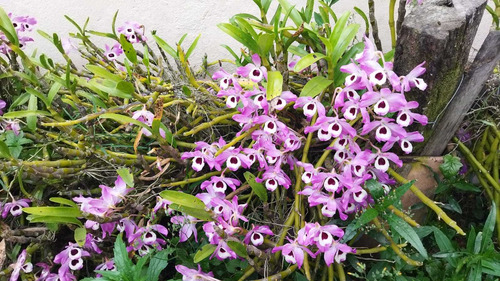 Orquídea Dendrobium - Tipo 2 - Kit Com 2 Keikis (mudas)