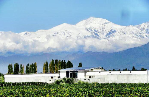 Venta | Bodega Con Viñedo | Maipú, Mendoza