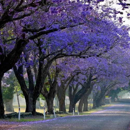 Linda Muda De Jacarandá Mimoso | Parcelamento sem juros