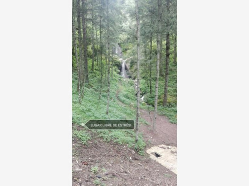 Imagen 7 de 12 de Terreno En Venta Exclusivo Fracc Campestre, Tenemos Terrenos Con Hermosos Árboles