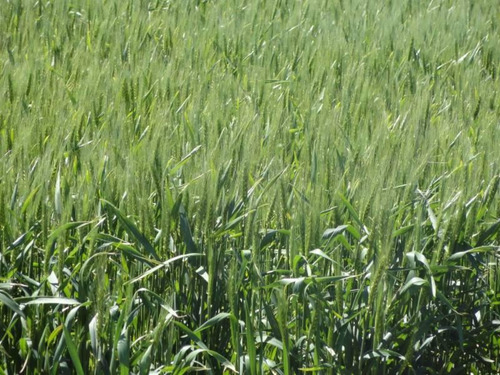 Imagen 9 de 20 de Zona Rural - Coronel Bogado - Prov. De Santa Fe - 115 Ha Ganaderas