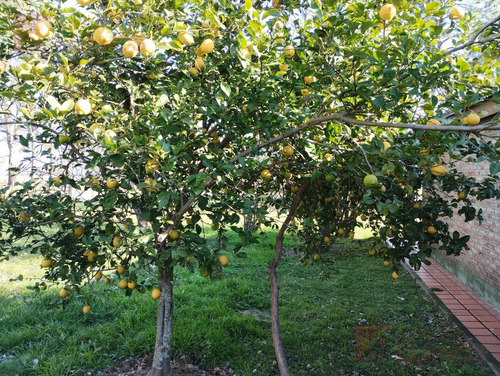 Campo En Venta En Villa Espil, San Andrés De Giles