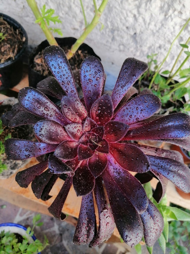 Suculenta De Colección Rosa Negra Aeonium Arboreum