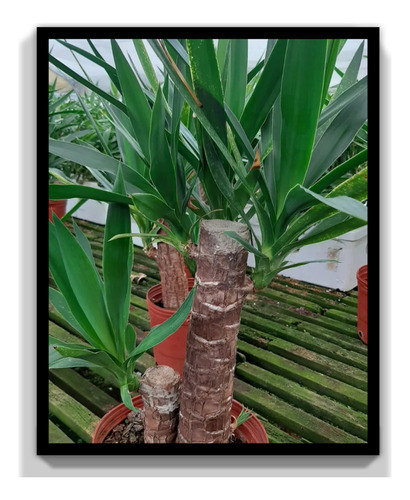 Planta Yucca
