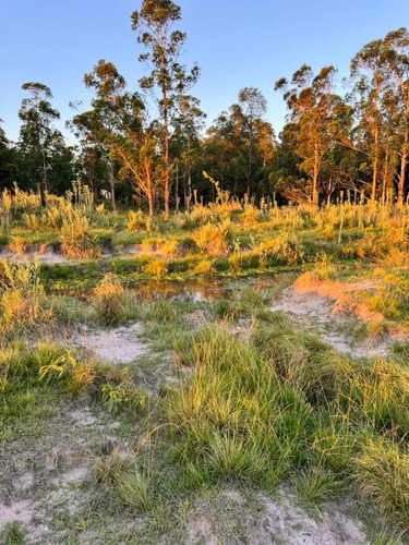 Campo En Saladas, Corrientes 409 Ha. Mixto. Sobre Ruta 118 - Venta